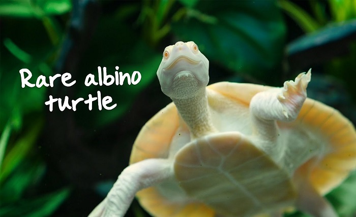 albino turtle